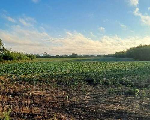 Campo 27 Ha Rosario del Tala Soja Trigo Sorgo