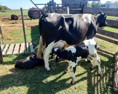 Vendo Dos Vaquillonas Holando con 2 Cria Cada UNA