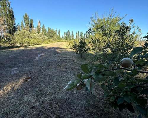Finca en Venta de 9 Hectáreas / San Rafael - Mendoza