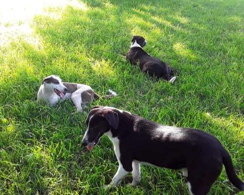 Azul Chacra Impecable a Tranquera Cerrada