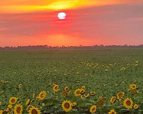 Venta 15.000 Has S/ruta Pcial. Vera Norte de STA FE Ganadero