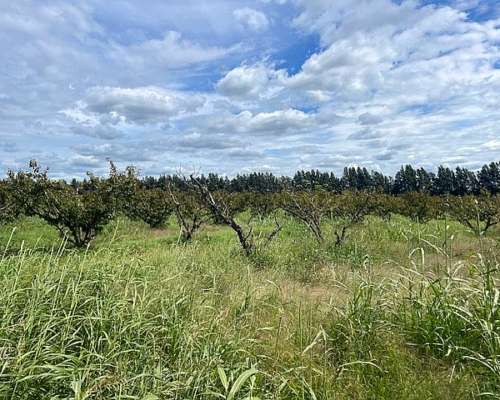 Campo de 12,5 Has 100 % Agrícolas de Excelente Calidad