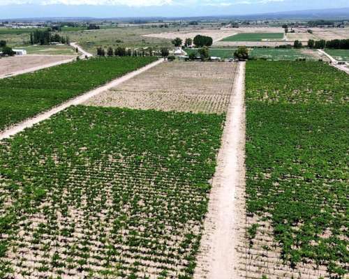 Finca de 13ha el Carrizal Pozo y Goteo