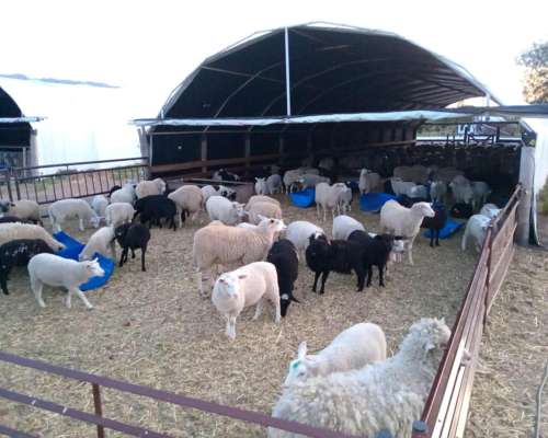 Alem Chacra en Produccion Ovina y Avicola