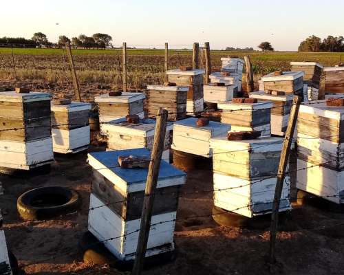 Lote Colmenas en Producción