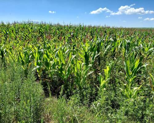 Campo en San Luis. Ubicación Estratégica e Infraestructura