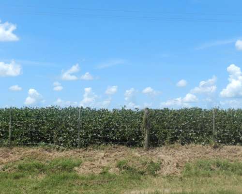 75 Has 100 % Agrícolas en Salto Clase I/1 Serie Arroyo Dulce