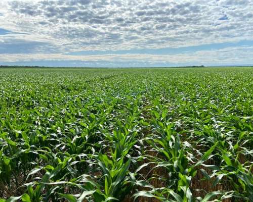 Los Cerrillos, Junín, San Luís - 1.870 Ha