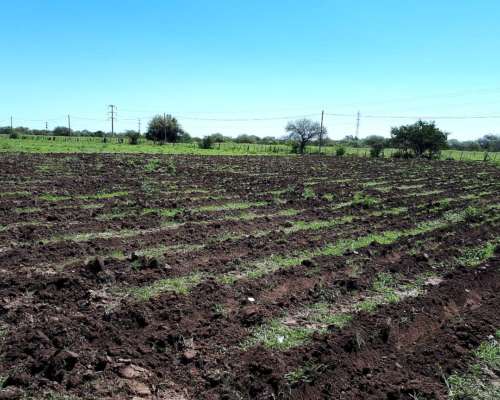 Vendo Parcelas de 4 Has. Cerca de San Fco. del Monte de ORO