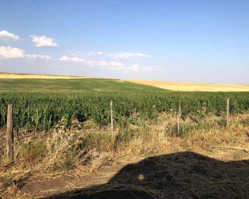 260 Has de Campo Mixto Estomba