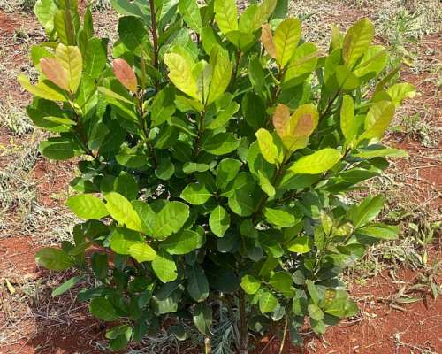 Campo Yerbatero 17,5 Hectareas