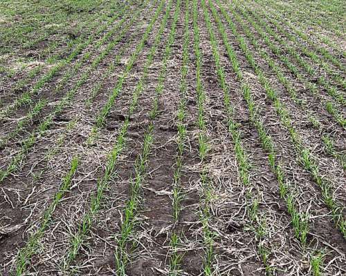 92 Ha Agrícolas. R. del Tala. Cerca de Ruta 39.- Trigo 2025
