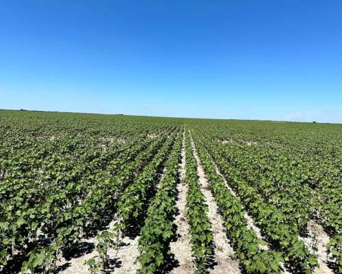 Campo Agrícola con Escrituras en Bandera