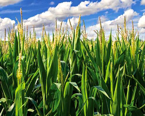 Tostado Santa FE 2500 Hect Agric