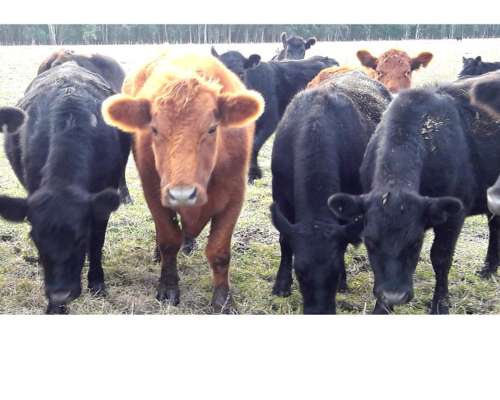 Campo en Venta en Punta Indio - 93 Hectáreas Sobre Ruta