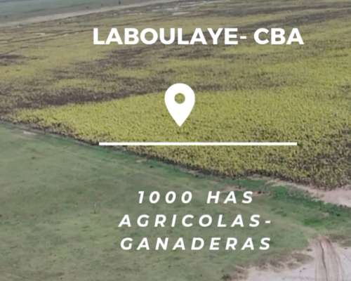 Venta- 1000 Has Agricolas- Ganaderas en Laboulaye - Cba.