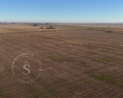 Venta Campo Agrícola. Díaz, Santa FE. 160 HA.