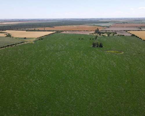 101 Hectáreas Agrícolas con Buen Acceso en Gualeguaychú.