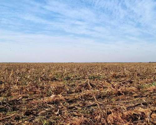 Pinto, Aguirre, Santiago del Estero - 4.593 Ha