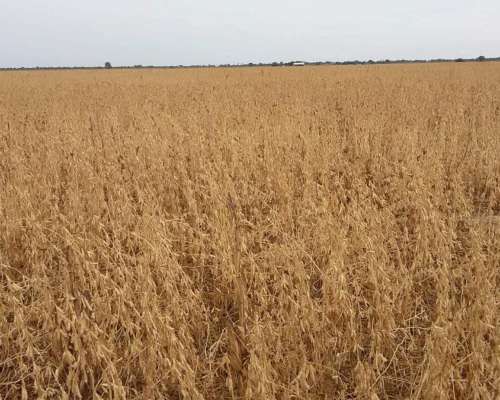 1480 Has Agricolas en Malbran Sobre Ripio