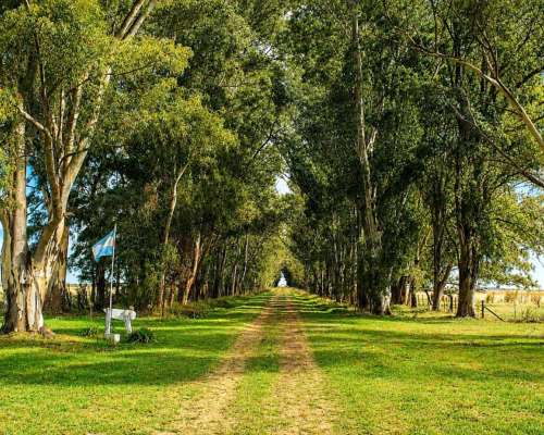 Martin Colman, Rauch, Buenos Aires - 550 Ha