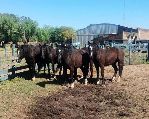 Vendo Lote de Potros