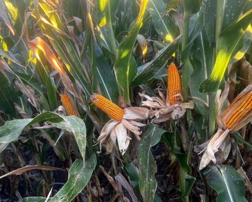 Campo 100 % Agrícola en Jesús María Prov. de Córdoba