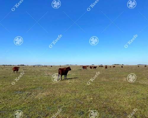 Campo en Venta de 450 Has en Magdalena. Ganadero