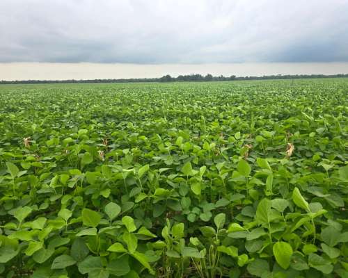 Vendo 1200 Ha Agricolas Quimili