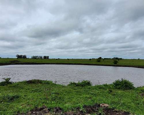 225 Ha en Ubajay - Dto. Colón. Entre Ríos