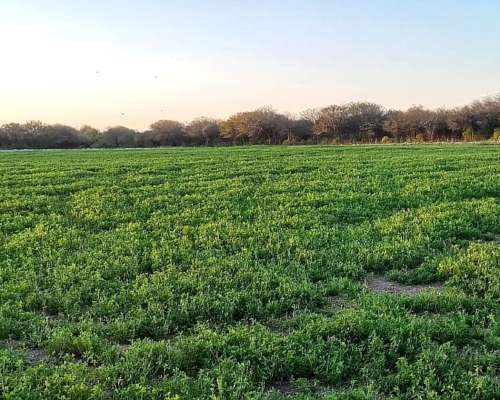25 Hectareas con 4 Hectareas de Alfalfa Arriendo a 3 Años
