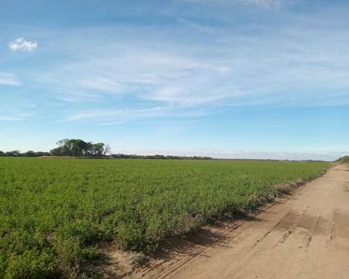 520 Ha Agrícolas en Venta Norte de Córdoba