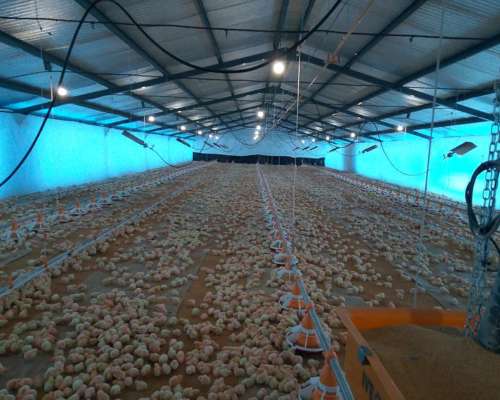 Fabricantes de Implementos Avícolas