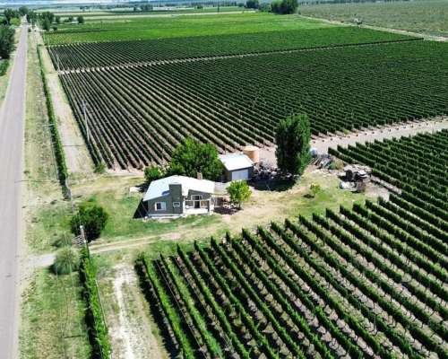 Finca con Viñedos de Alta Calidad - el Cepillo , Mendoza