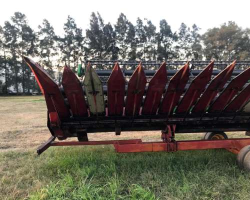 Se Vende Girazolero 10 a 52cm