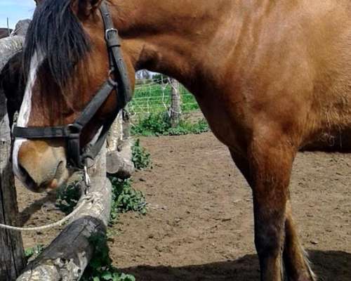 Yegua Criolla. Inscripta en Sociedad Rural Argentina