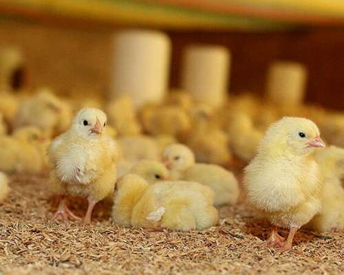 Se Vende Granja Avicola CAP/30 Mil Pollos.