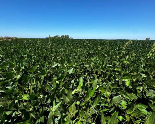 53 Hectáreas Agrícolas Pergamino