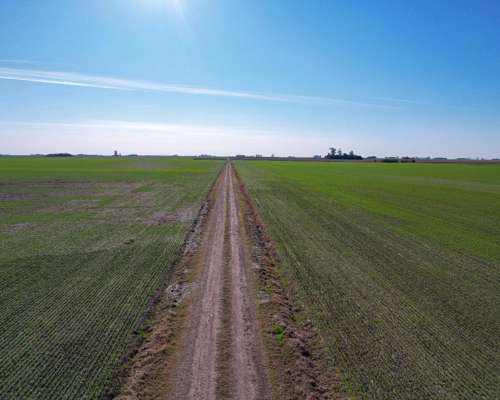 54 Ha en Acebal Campo 100% Agrícola