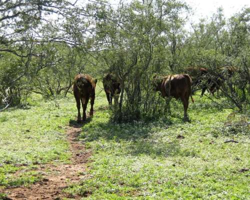 Campo en Venta Próximo a Lujan, San Luis (500 Has)