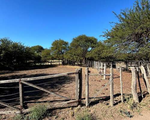 4855 HS. Ganaderas en Algarrobo (BS As).