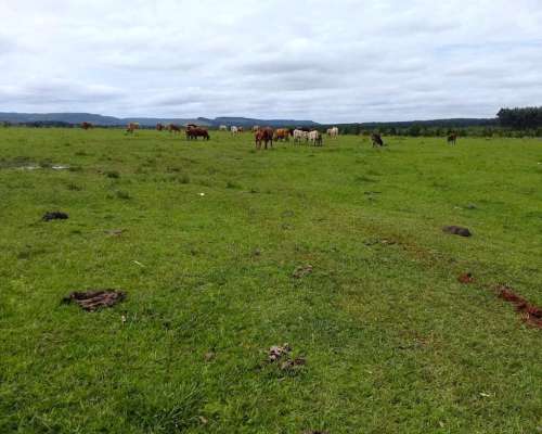 San José – 137 ha - Misiones