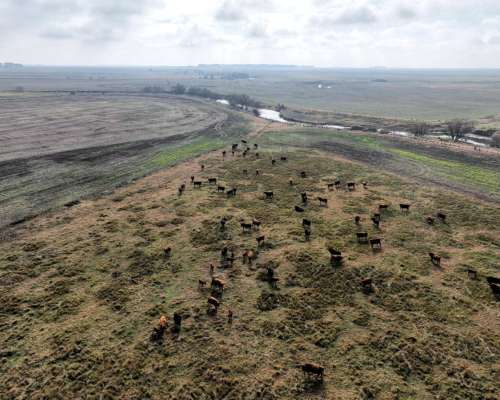 Crotto, Tapalqué, Buenos Aires - 440 Ha