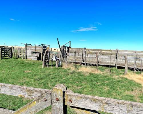 1600ha en Partido de Puan