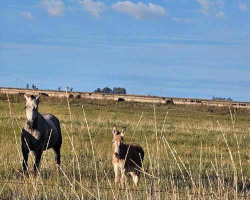 Venta Campo Ganadero 344 Ha - Dolores - Listo P/transferir