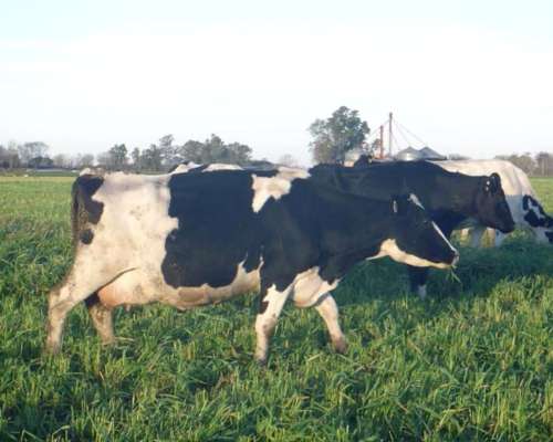 Tambo:comercializamos Rodeos Lecheros Holando y SUS Cruzas