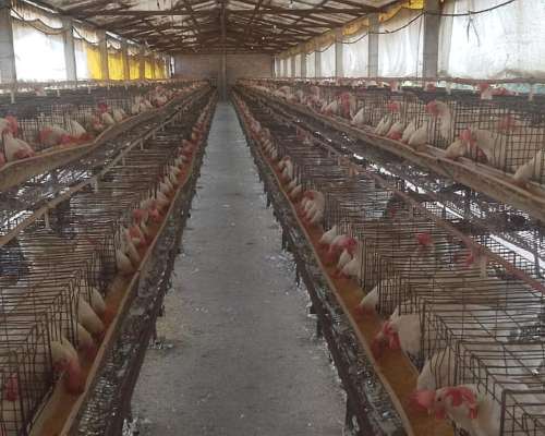 Jaulas para Gallinas Ponedoras 8.000 Aves