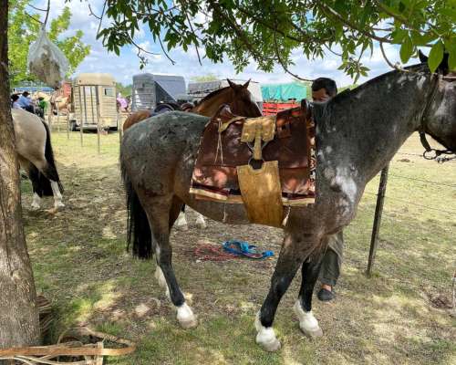 Caballo Mando de Andar