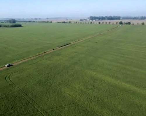 Oportunidad Inversión Campo para Kiwi