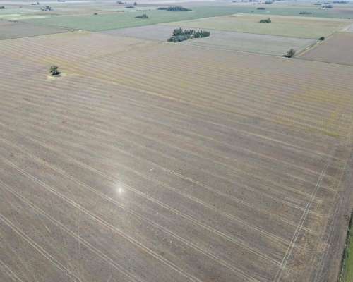 30 HA. Suelo Clase 1 - IP 90%. Departamento Constitucion.